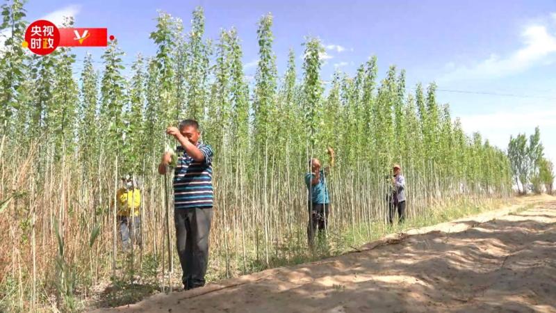 Xi Jinping in Inner Mongolia, walking into the shelterbelt of the state-owned Xinhua Forest Farm in Bayannur Linhe District | Project | Inner Mongolia