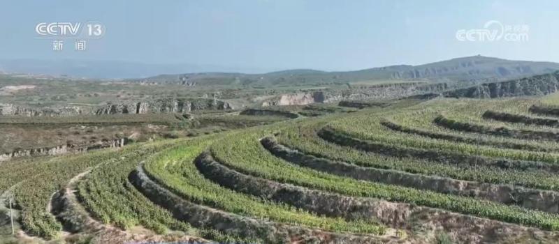 Seeing Beautiful China, the Loess Plateau has transitioned from "yellow" to "green" with a vegetation coverage rate of over 63%. Green mountains | ecology | green vegetation