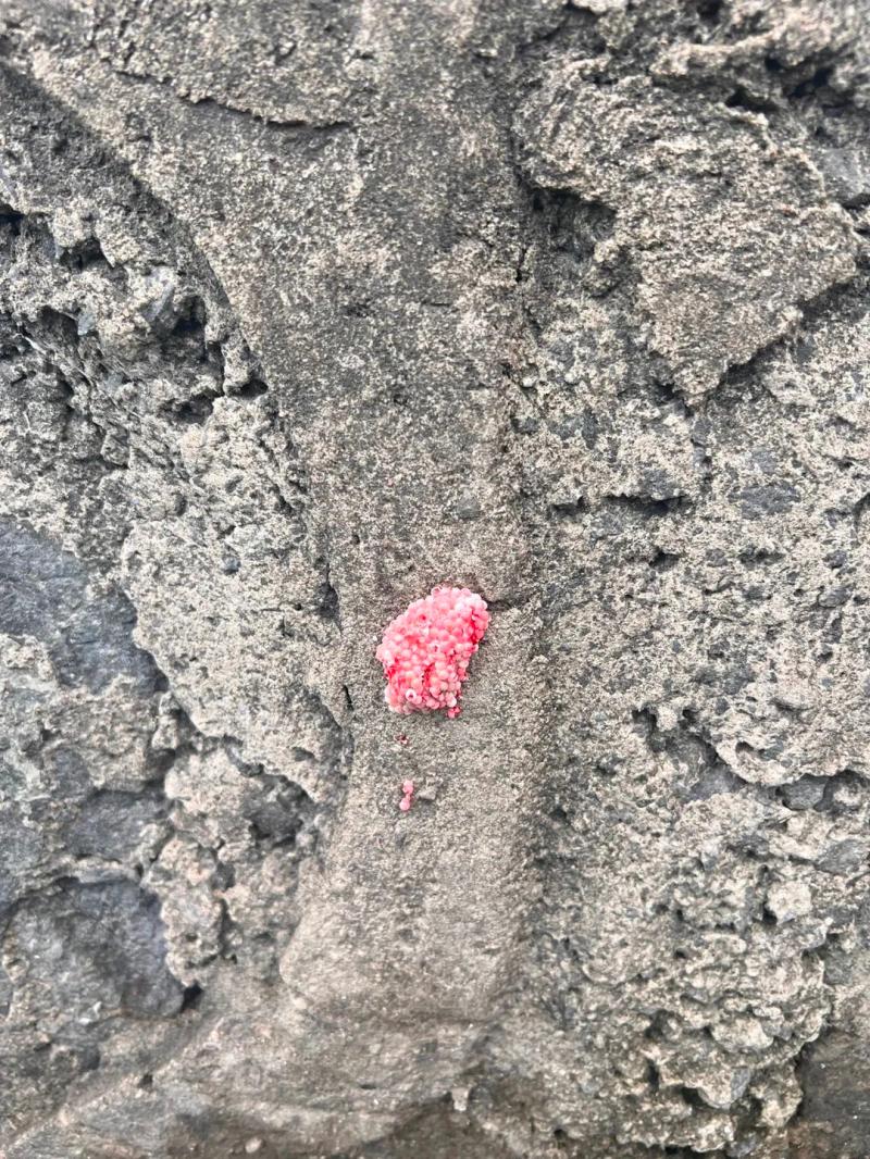 Seriously deadly!, Many places in Hangzhou have appeared! A large number of netizens captured it: up to 6000 parasites, pink | village | netizens