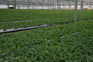Weiyuan, Gansu: Rural Revitalization "Potato" Bright Industry | Potatoes | Weiyuan, Gansu