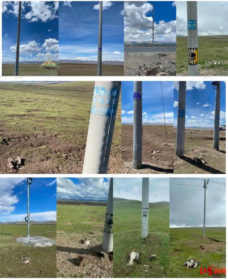 More than 50 nationally protected animals electrocuted to death on grasslands? Official response to public security | Jiatang | Grassland