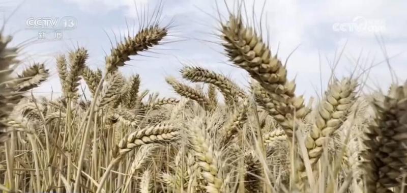 During the wheat harvest season, when encountering continuous cloudy and rainy days, Xinxiang in Henan Province adopts mutual assistance measures to ensure the drying weather of wheat